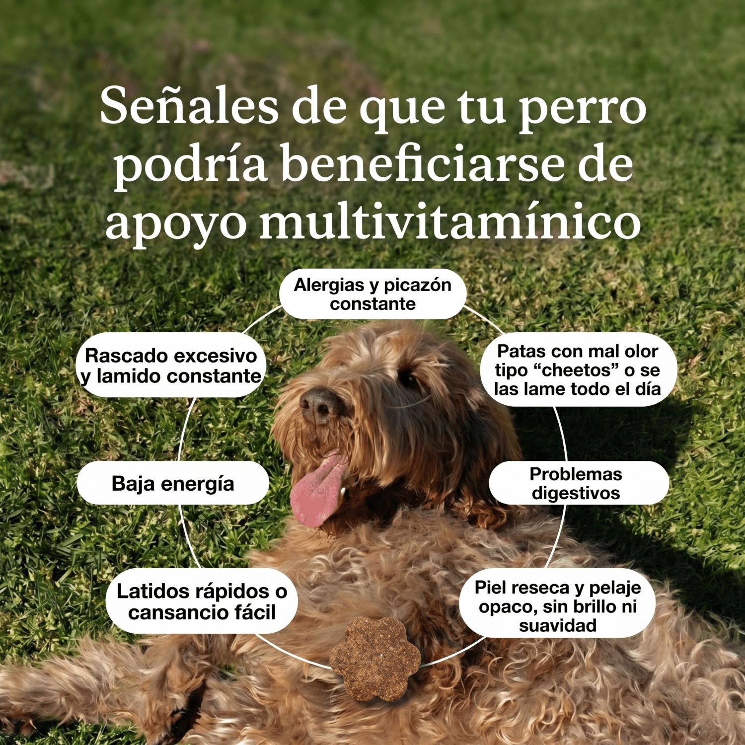 Multivitamínico PW-01™ Adiós alergias y comezón en sólo 21 días - Pet is Wellness